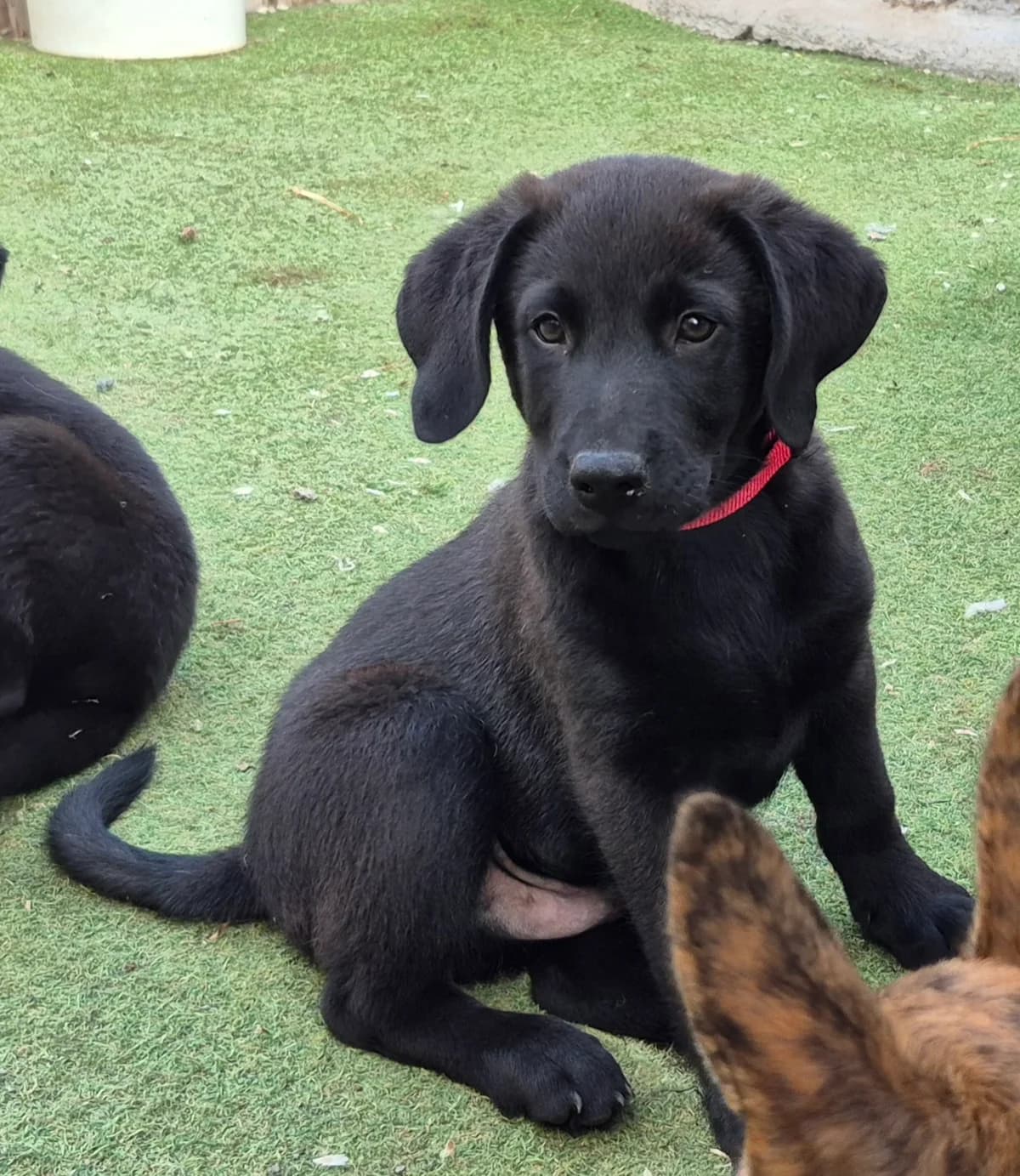 Shadow, male puppy Mixed Breed for adoption at Tierschutzverein Garafia e.V.