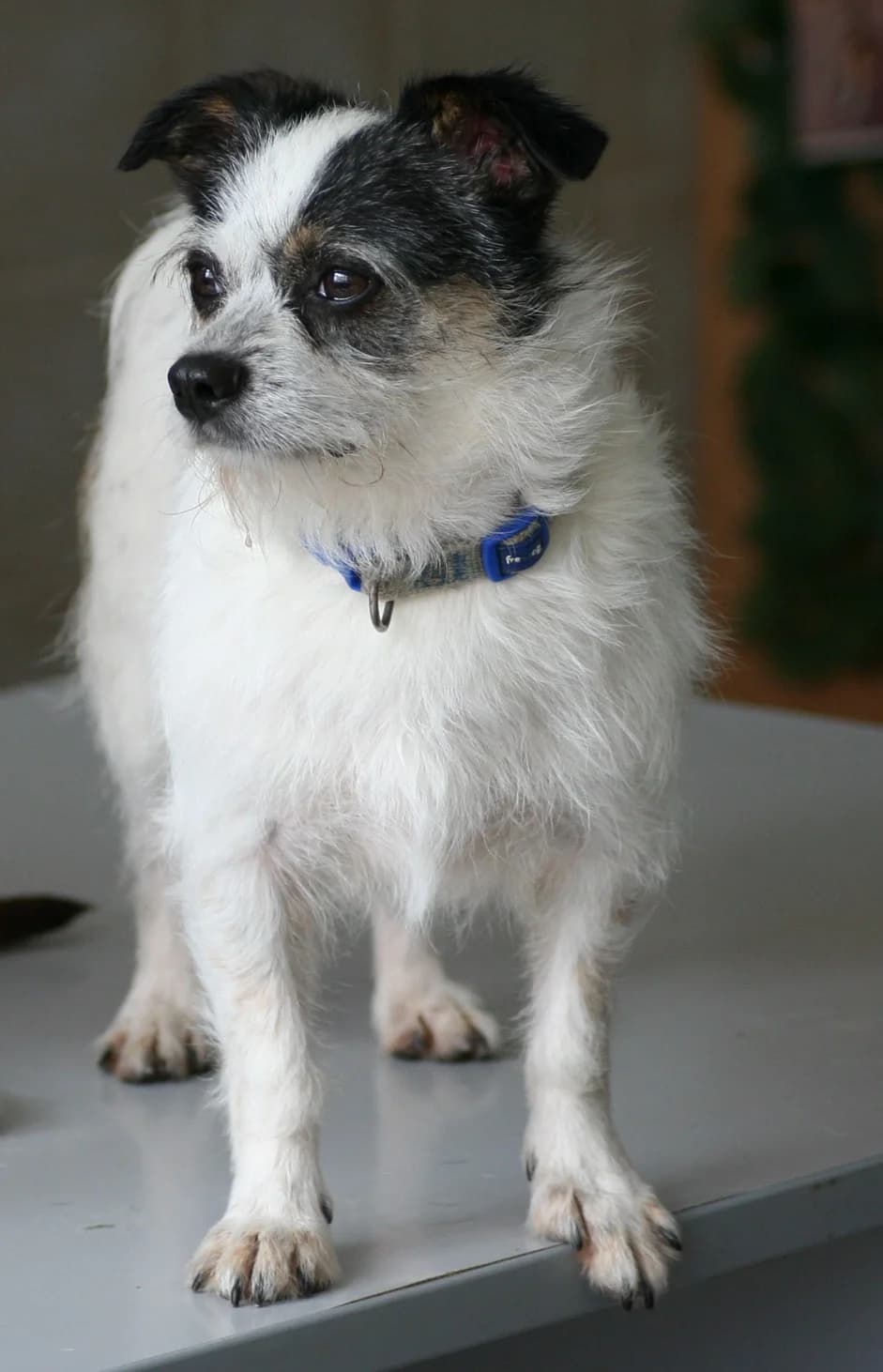 Simba, female 4yo Mixed Breed for adoption at Tierschutzverein Garafia e.V.