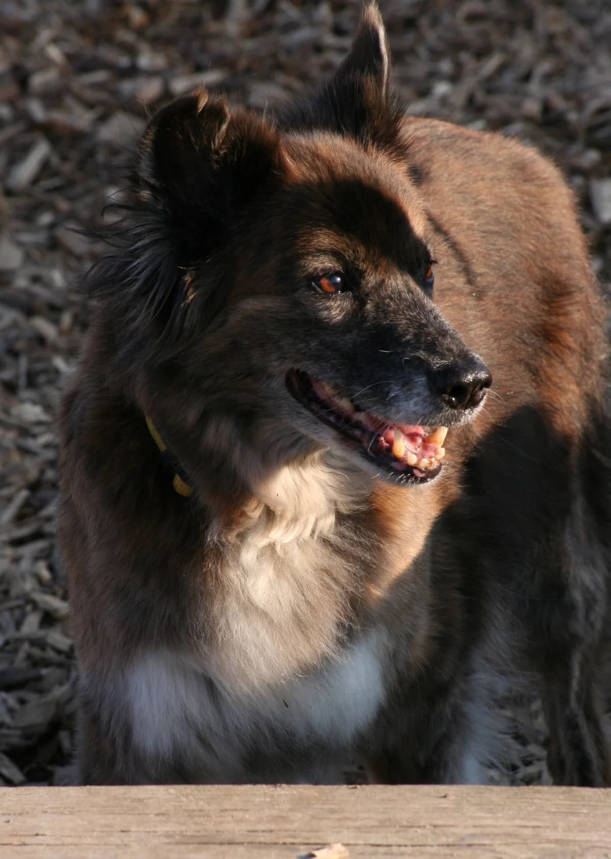 Stella, female senior Mixed Breed for adoption at Tierschutzverein Garafia e.V.