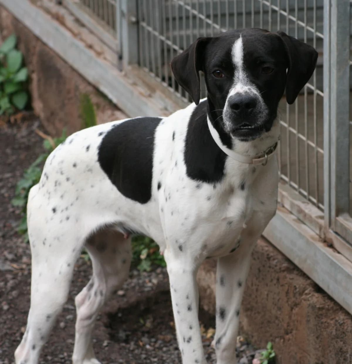Sylvie, female young Mixed Breed for adoption at Tierschutzverein Garafia e.V.