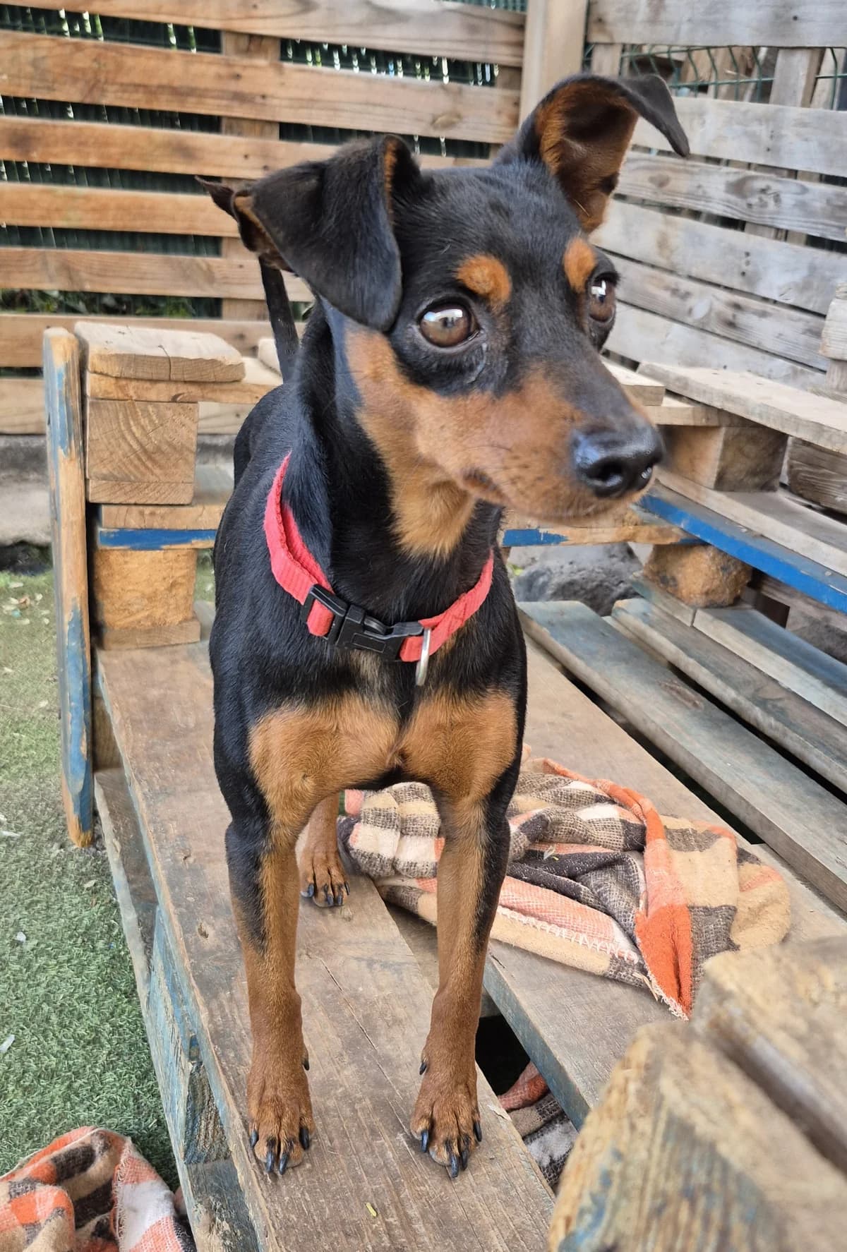 Tanque, male young Mixed Breed for adoption at Tierschutzverein Garafia e.V.