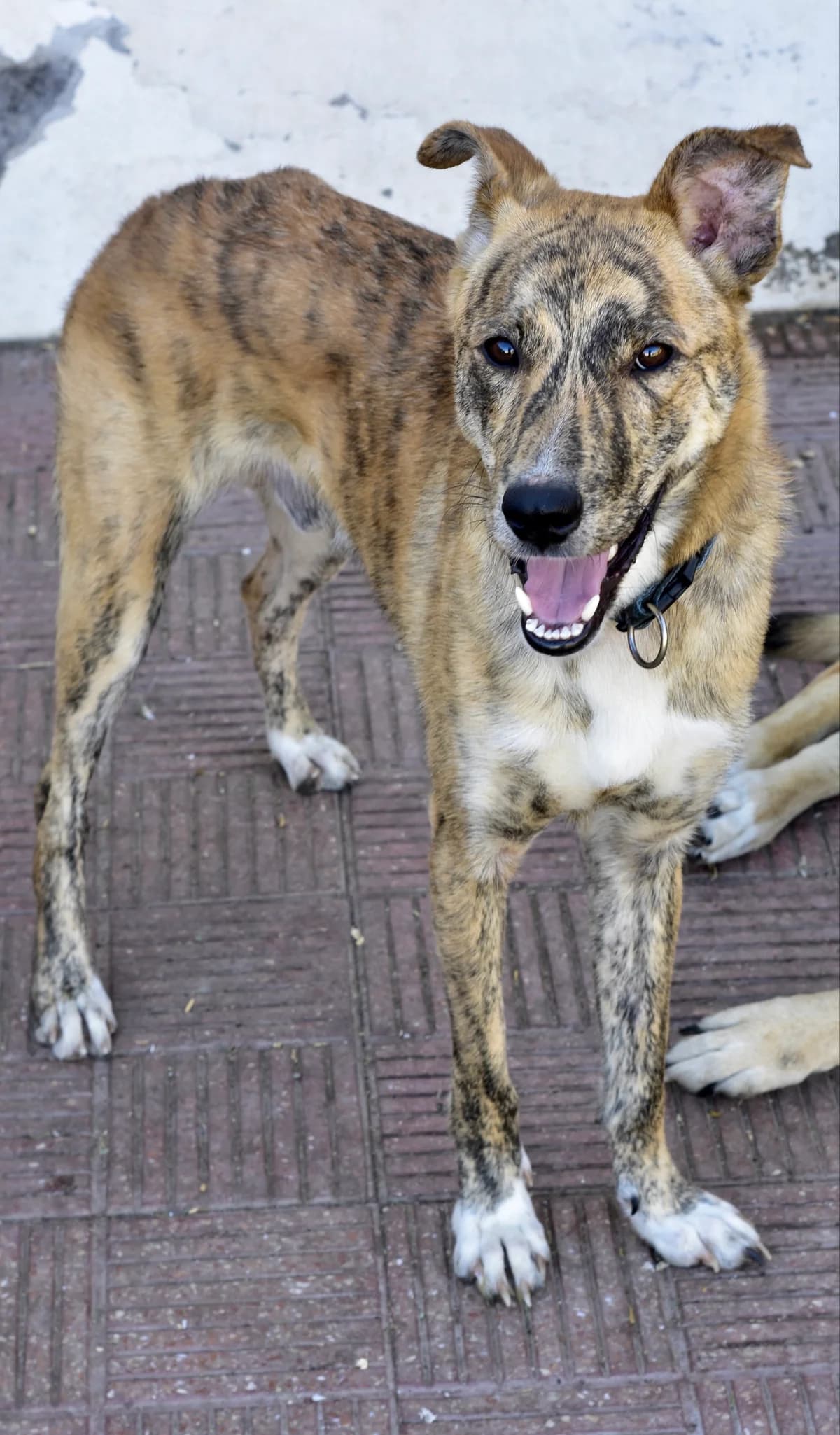 Tigre, male Mixed Breed for adoption at Tierschutzverein Garafia e.V.