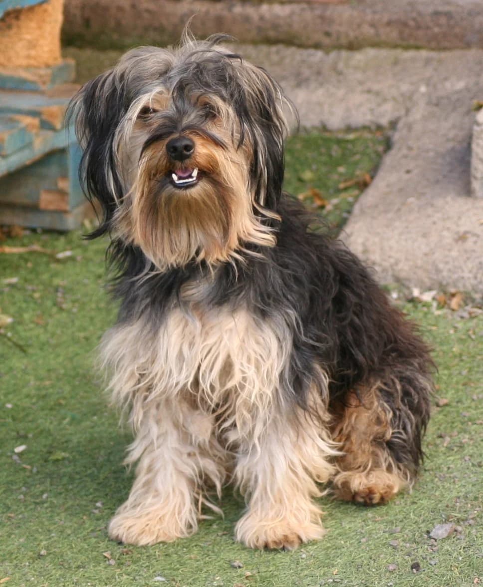 Toby, male young Mixed Breed for adoption at Tierschutzverein Garafia e.V.