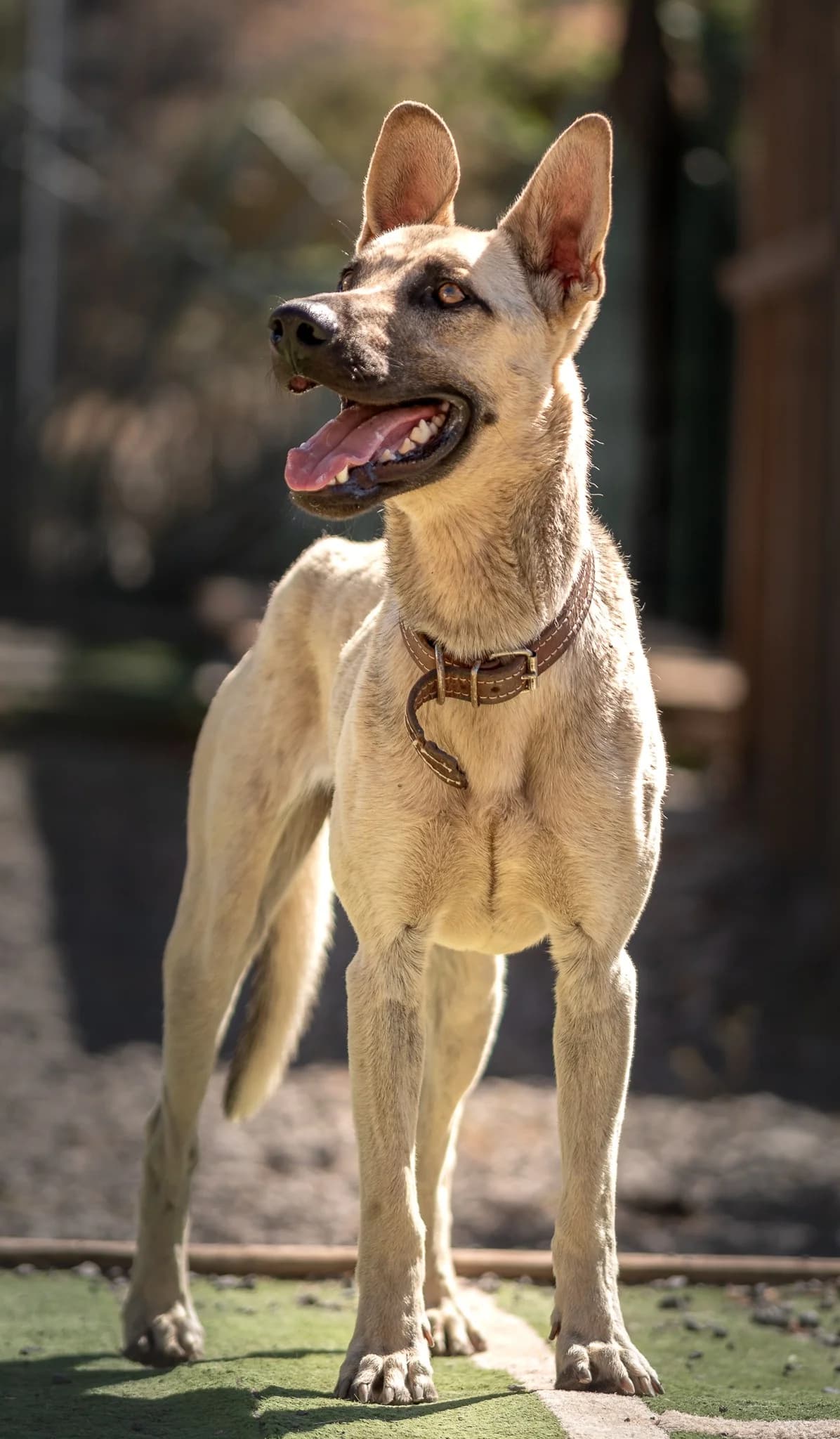 Xavio, male young Mixed Breed for adoption at Tierschutzverein Garafia e.V.