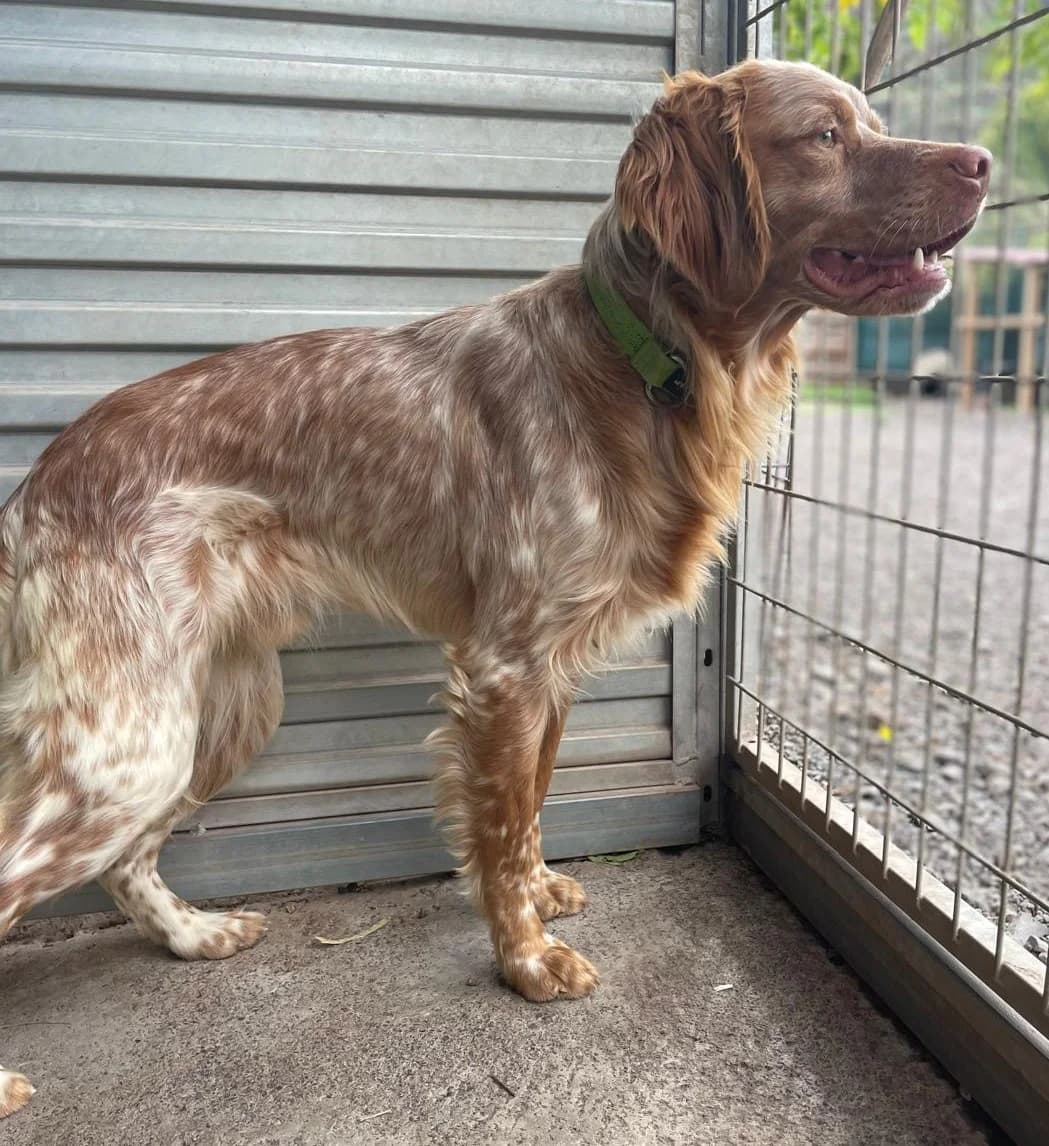 Yann, male young Mixed Breed for adoption at Tierschutzverein Garafia e.V.