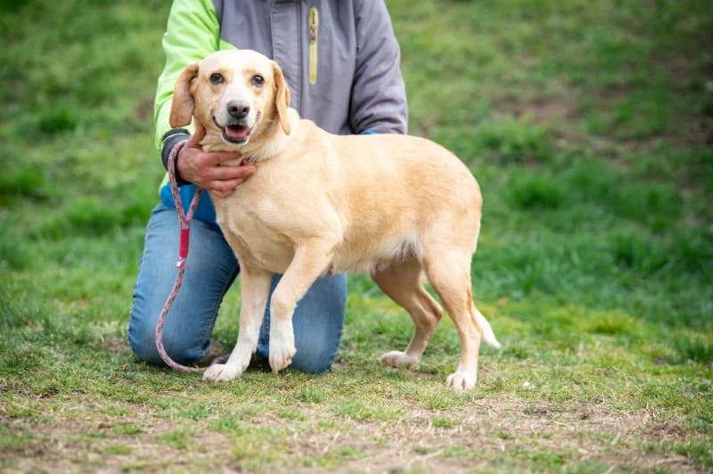 Maszat, female 5yo Mixed Breed for adoption at Tierschutzverein Gevelsberg