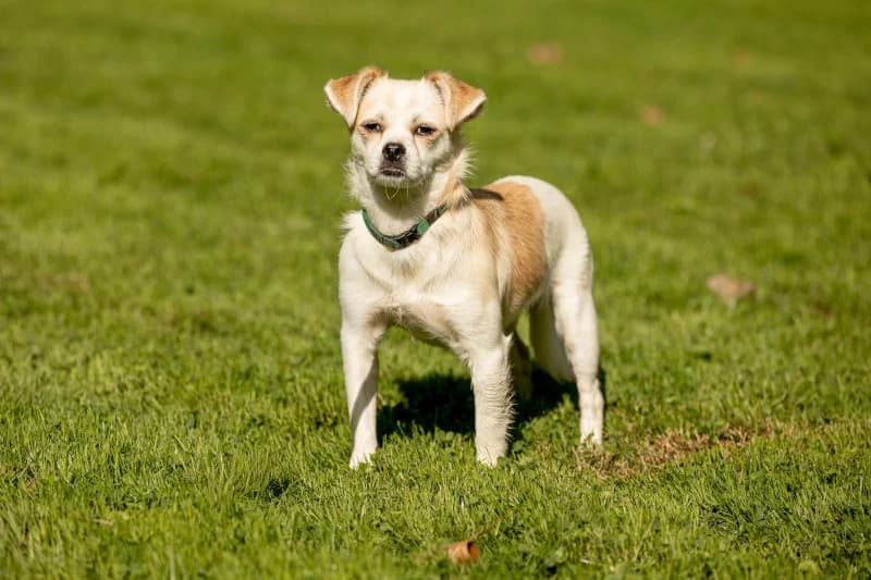 Peregrin, male puppy Mixed Breed for adoption at Tierschutzverein Gevelsberg