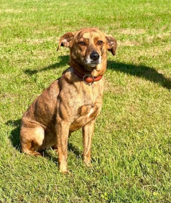 Tigrincs, female 4yo Mixed Breed for adoption at Tierschutzverein Gevelsberg