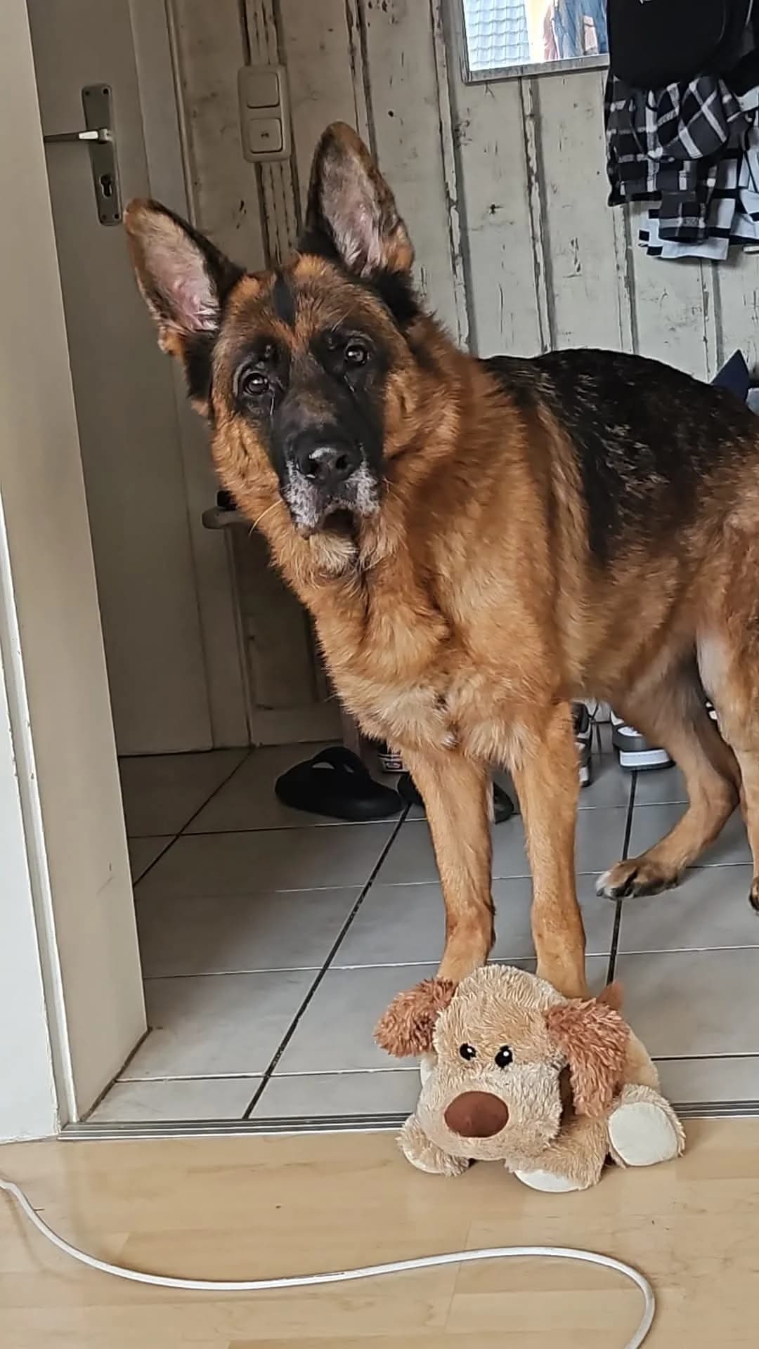 Vermittlungshilfe Bubbi sucht seinen Platz, male 6yo Mixed Breed for adoption at Tierschutzverein Gladbeck, Gladbeck