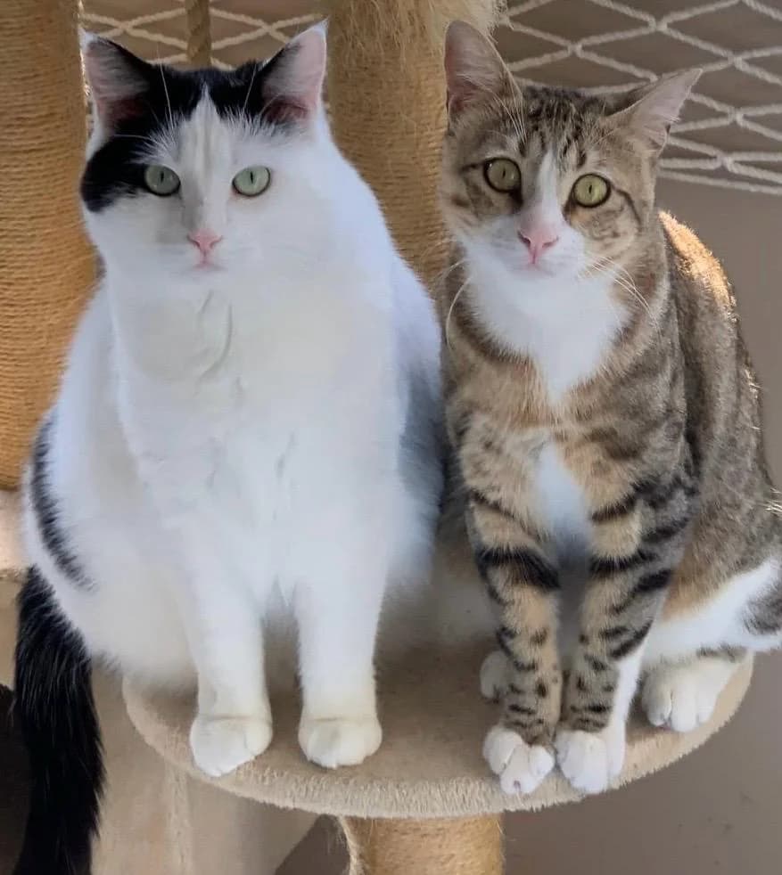Zuhause gesucht für Paşa & Pamuk, braun male 6yo Mixed Breed for adoption at Tierschutzverein Gladbeck, Gladbeck