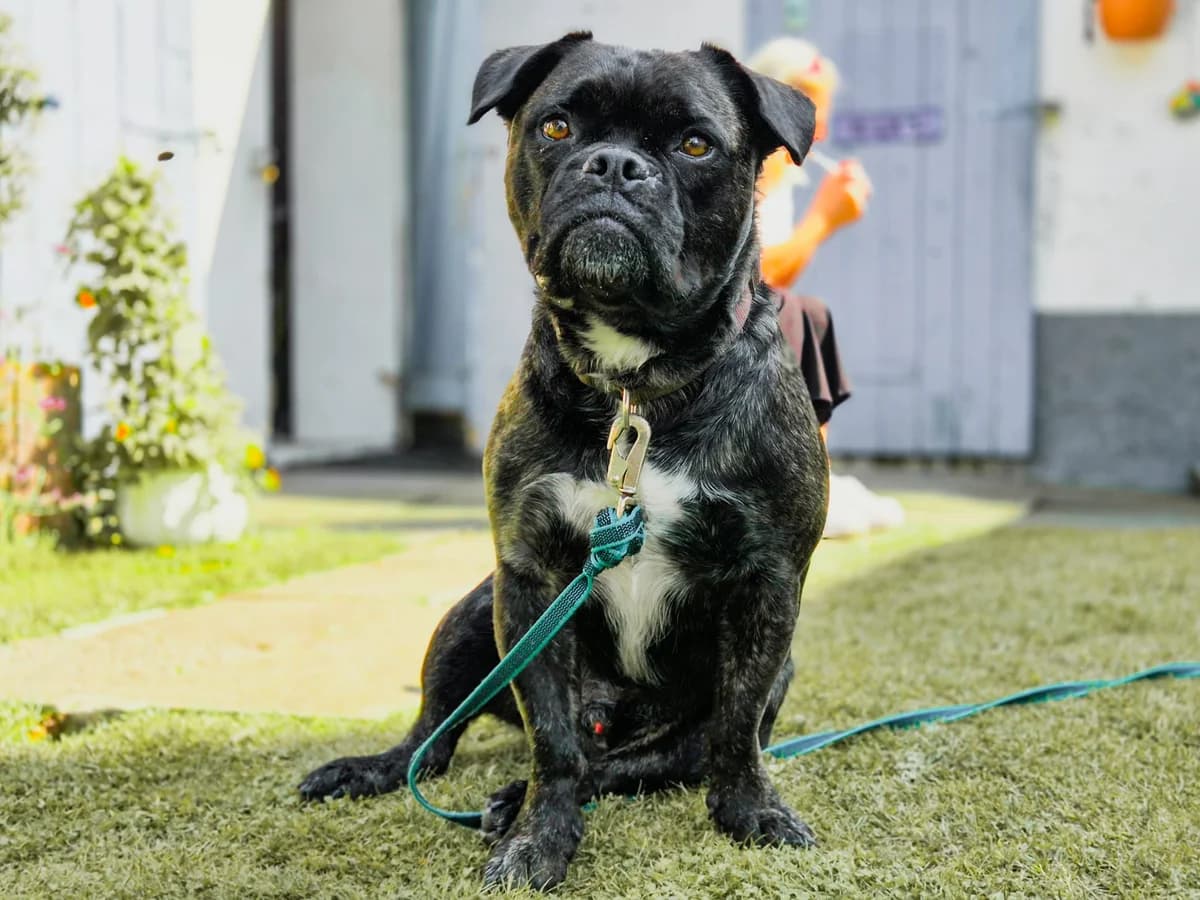 Oreo sucht ein neues Zuhause, male 5yo Mixed Breed for adoption at Tierschutzverein Gladbeck, Gladbeck