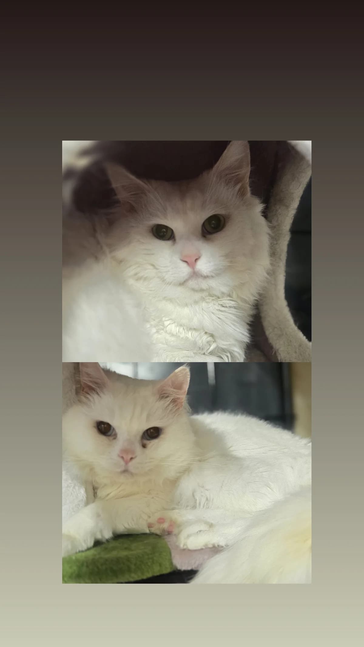 Chucky & Churchill suchen gemeinsam ein Zuhause 🐾, male 5yo Mixed Breed for adoption at Tierschutzverein Gladbeck, Gladbeck