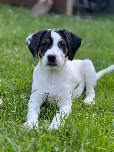Kleiner Welpe sucht demnächst sein Zuhause, male Mixed Breed for adoption at Tierschutzverein Gladbeck, Gladbeck