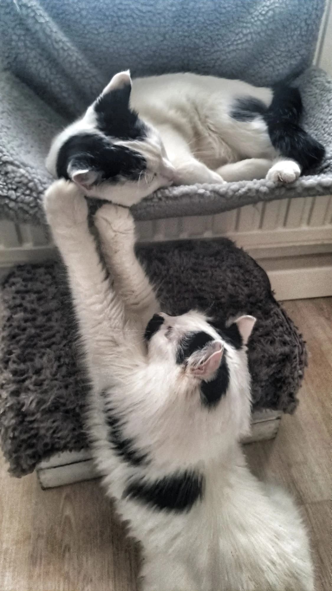 Loki & Findus, male 5yo Mixed Breed for adoption at Tierschutzverein Gladbeck, Gladbeck