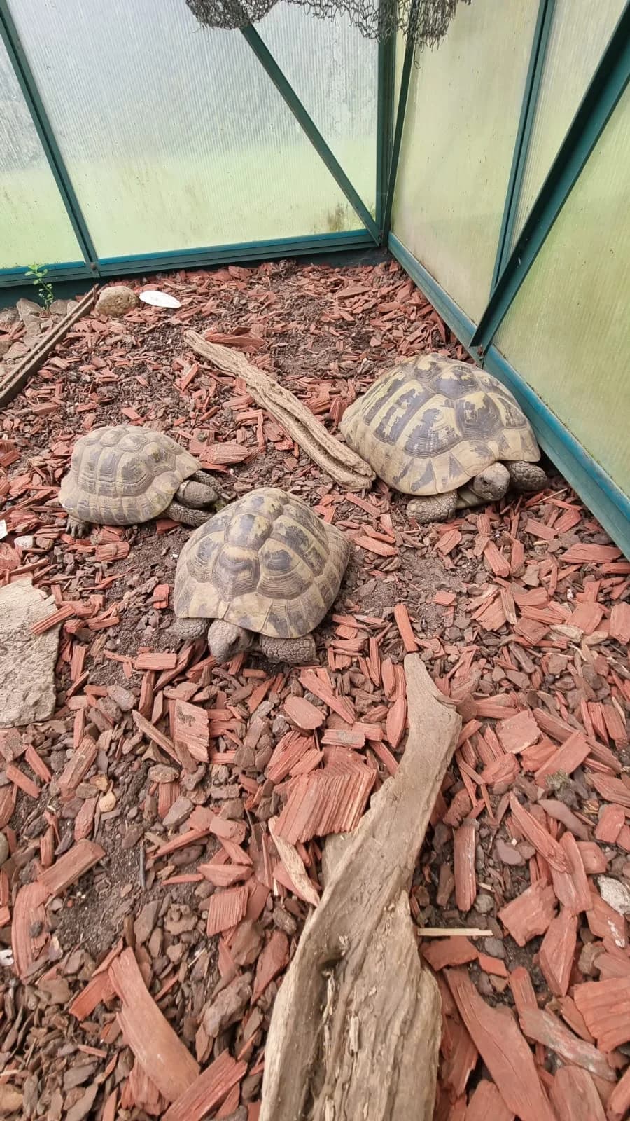 Trio Griechische Landschildkröten suchen ein neues Zuhause, senior Mixed Breed for adoption at Tierschutzverein Gladbeck, Gladbeck
