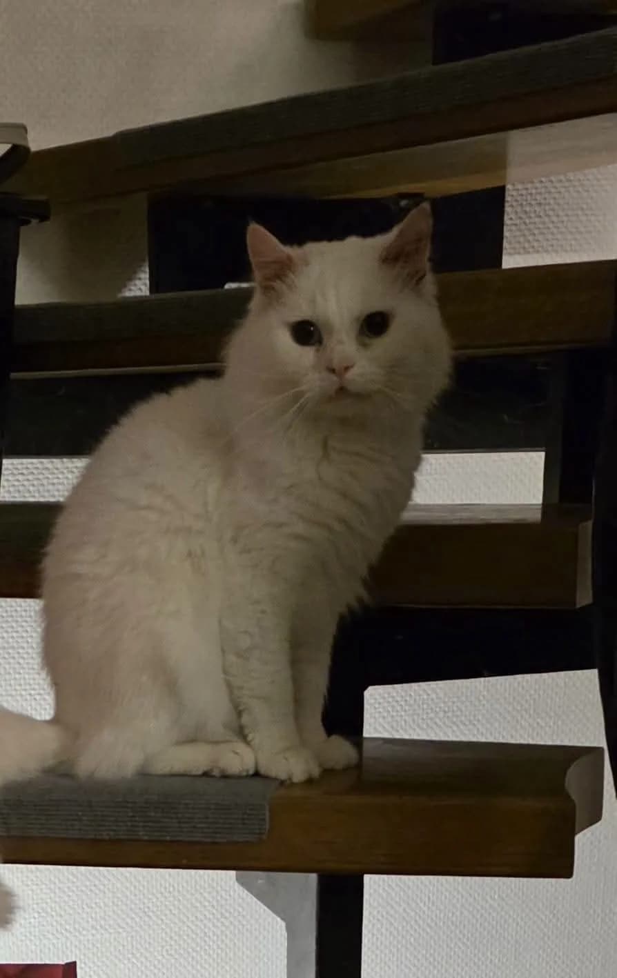 Chucky sucht jetzt auch dringend sein Glück, male 5yo Mixed Breed for adoption at Tierschutzverein Gladbeck, Gladbeck