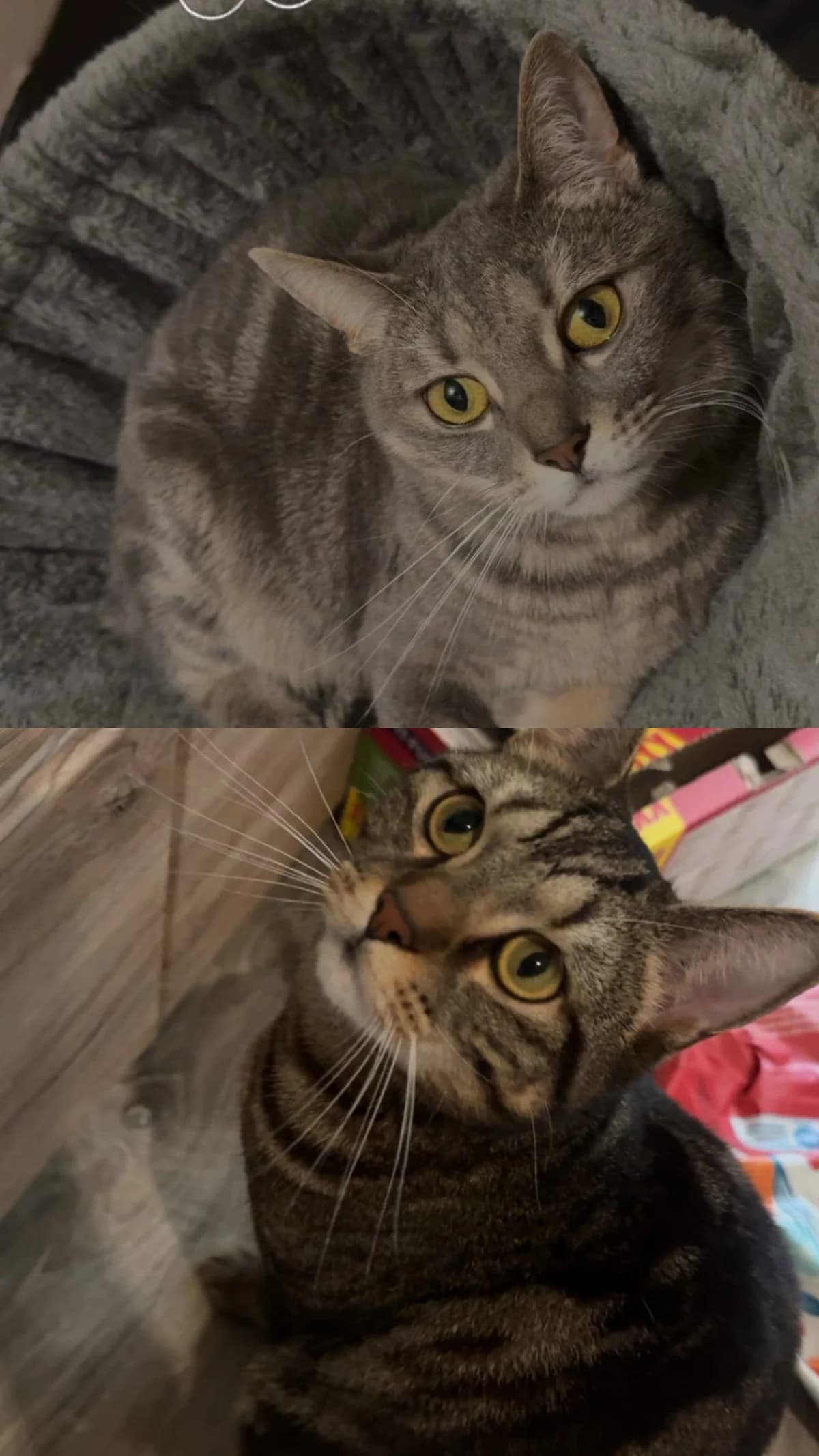 Kajo & Misha, male 3yo Mixed Breed for adoption at Tierschutzverein Gladbeck, Gladbeck
