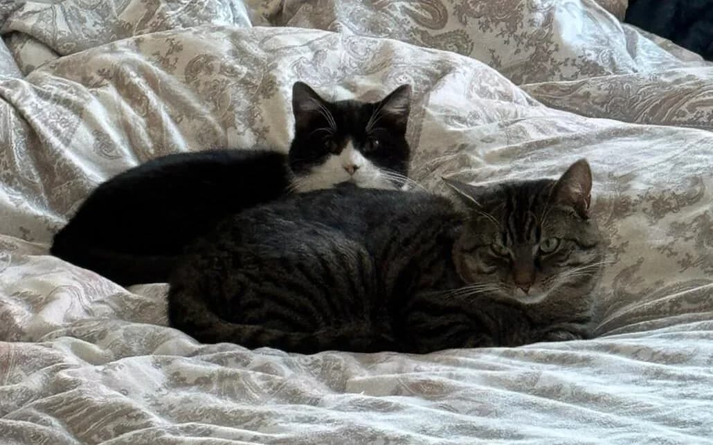 Toni & Zoran – vermittelt am 28.02.26, male Mixed Breed for adoption at Tierschutzverein Gütersloh, Gütersloh