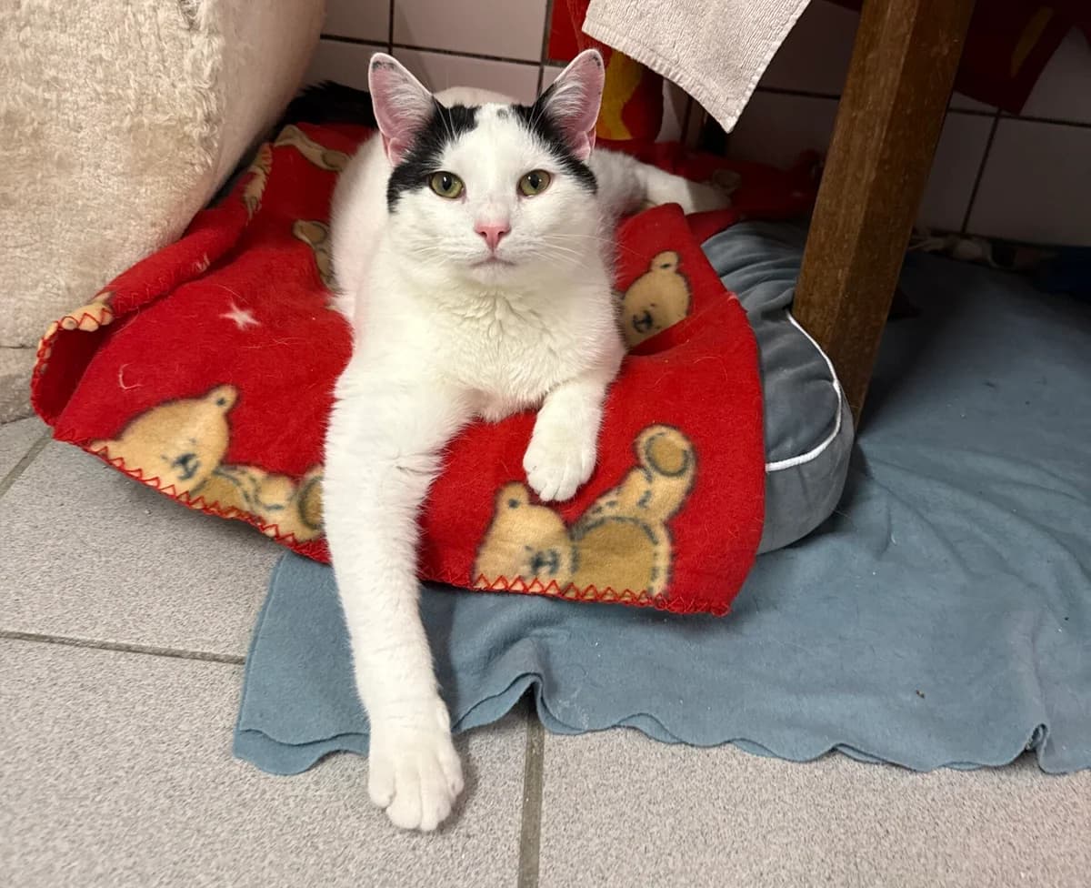 Jonathan, male European Shorthair for adoption at Tierheim Gütersloh, Gütersloh