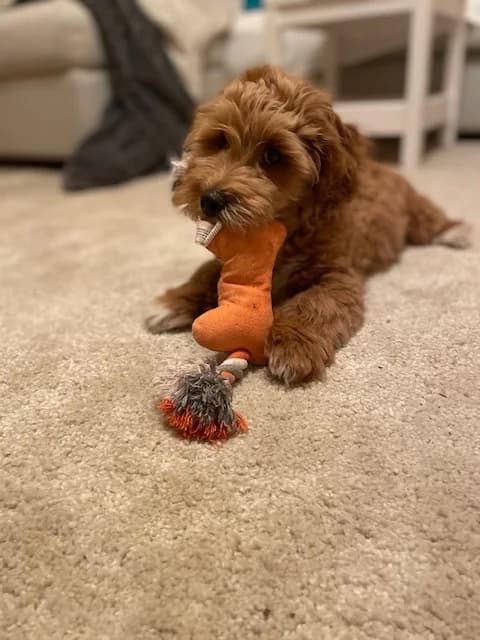 Michel vermittelt am 08.03.2026, male Mixed Breed for adoption at Tierschutzverein Gütersloh, Gütersloh