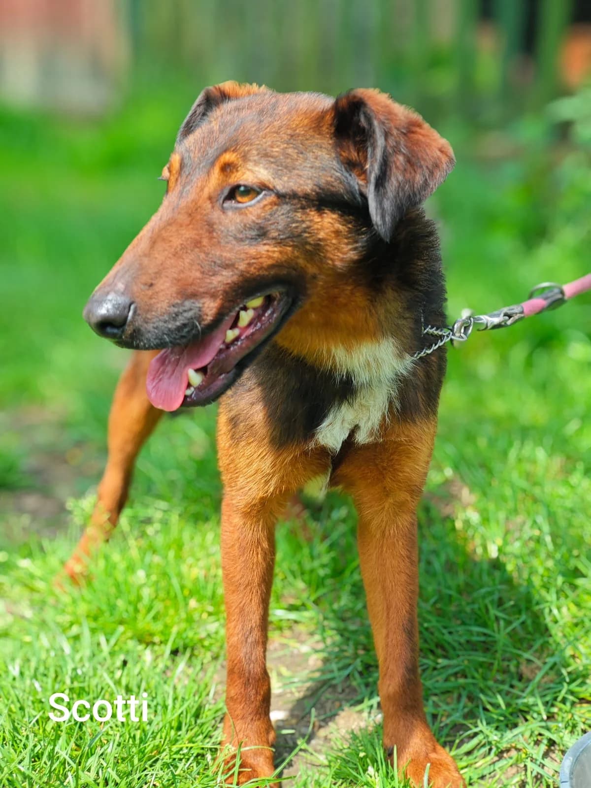 Scotti, male young Mixed Breed for adoption at Tierschutzverein Gütersloh, Gütersloh