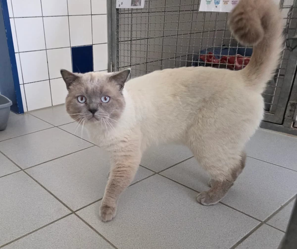 Raban, male Mixed Breed for adoption at Tierschutzverein Gütersloh, Gütersloh