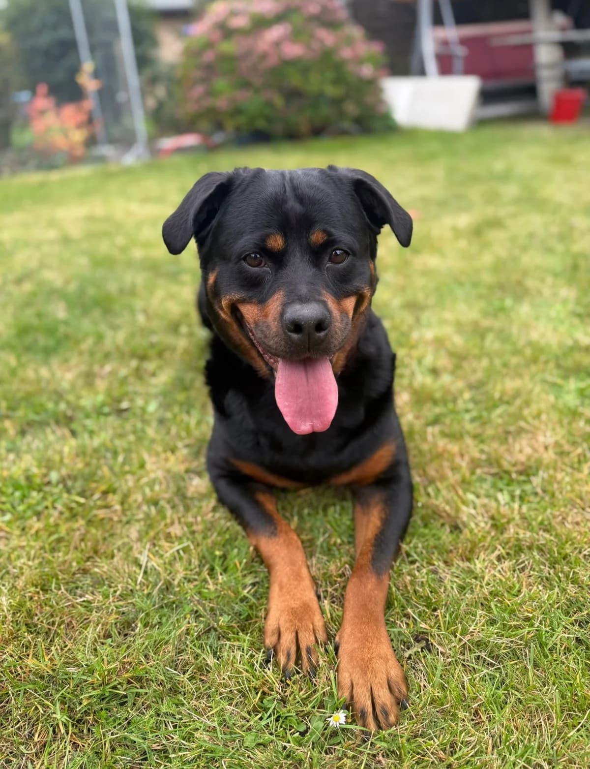 Jeylo, female Mixed Breed for adoption at Tierschutzverein Gütersloh, Gütersloh