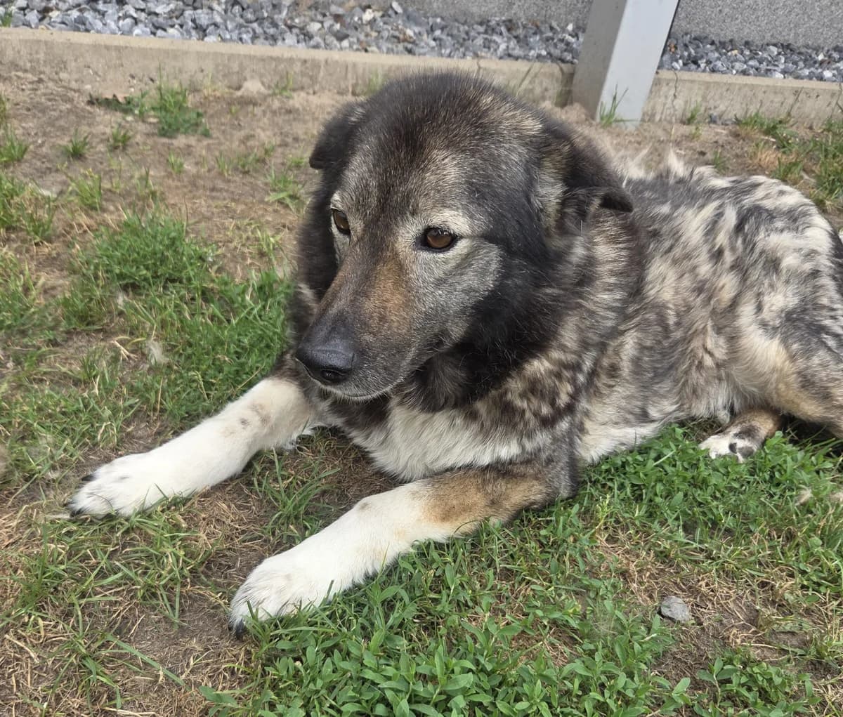 Mumba, female Mixed Breed for adoption at Tierschutzverein Gütersloh, Gütersloh
