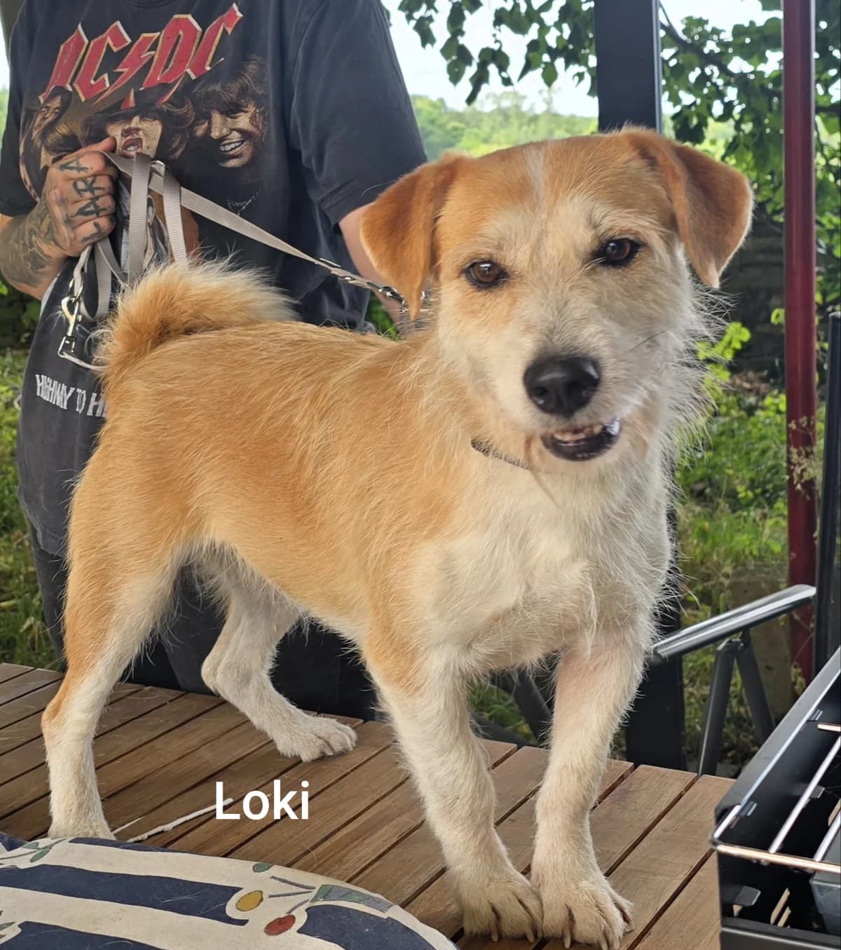 Loki, female 5yo Mixed Breed for adoption at Tierschutzverein Gütersloh, Gütersloh