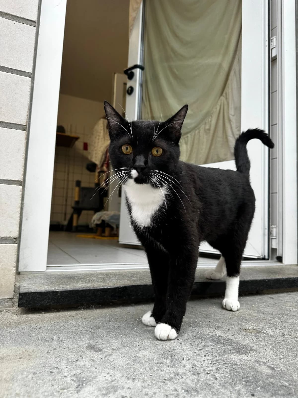 Pablo, male European Shorthair for adoption at Tierheim Gütersloh, Gütersloh