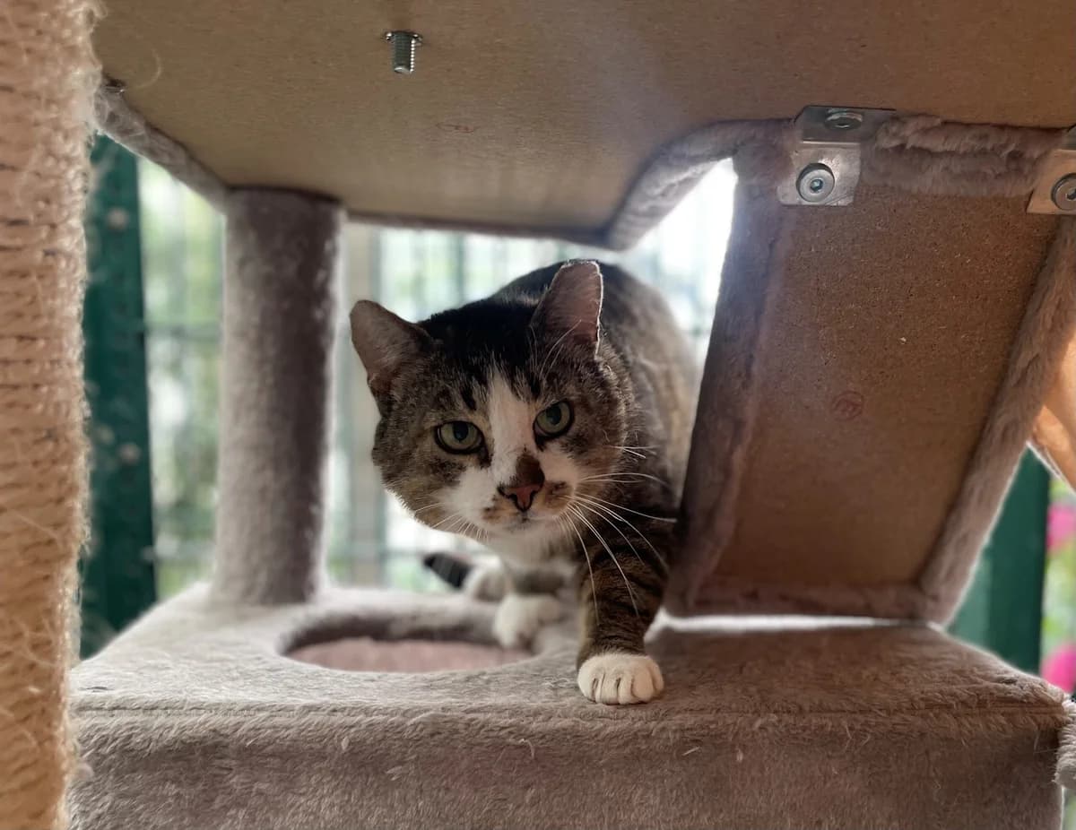 Arthur, male European Shorthair for adoption at Tierschutzverein Gütersloh, Gütersloh