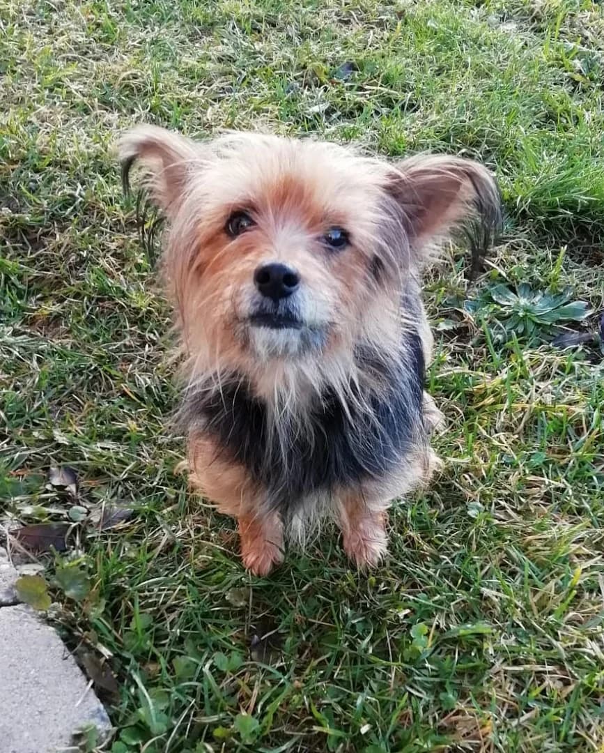 Luna, female Mixed Breed for adoption at Tierschutzverein Gunzenhausen und Umgebung e.V., Gunzenhausen