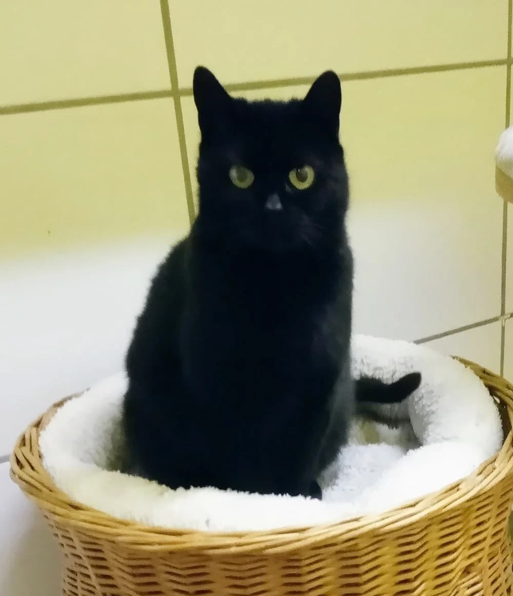 Emilia, female Mixed Breed for adoption at Tierschutzverein Gunzenhausen und Umgebung e.V., Gunzenhausen