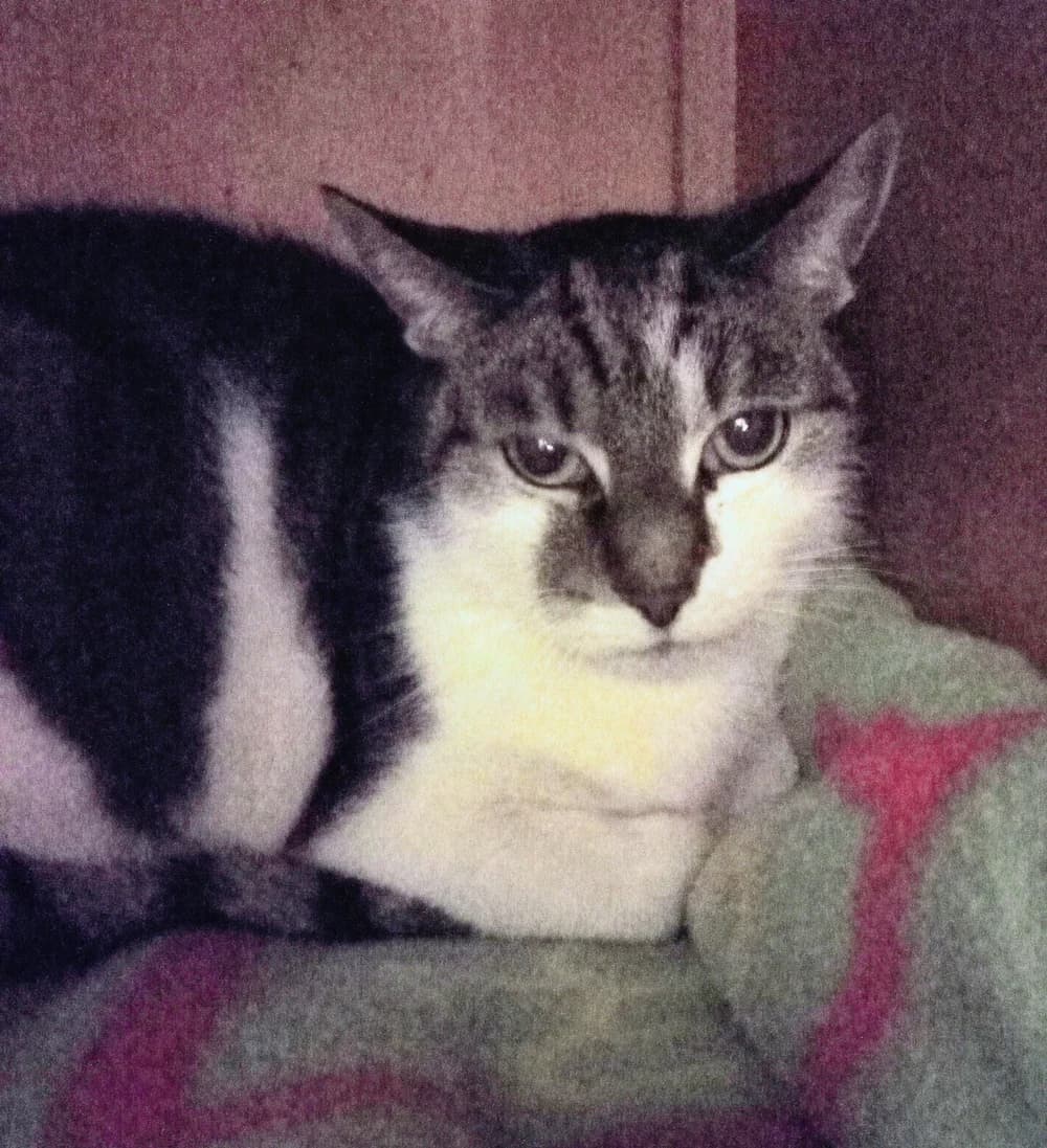Robby, male 5yo Mixed Breed for adoption at Tierschutzverein Gunzenhausen und Umgebung e.V., Gunzenhausen