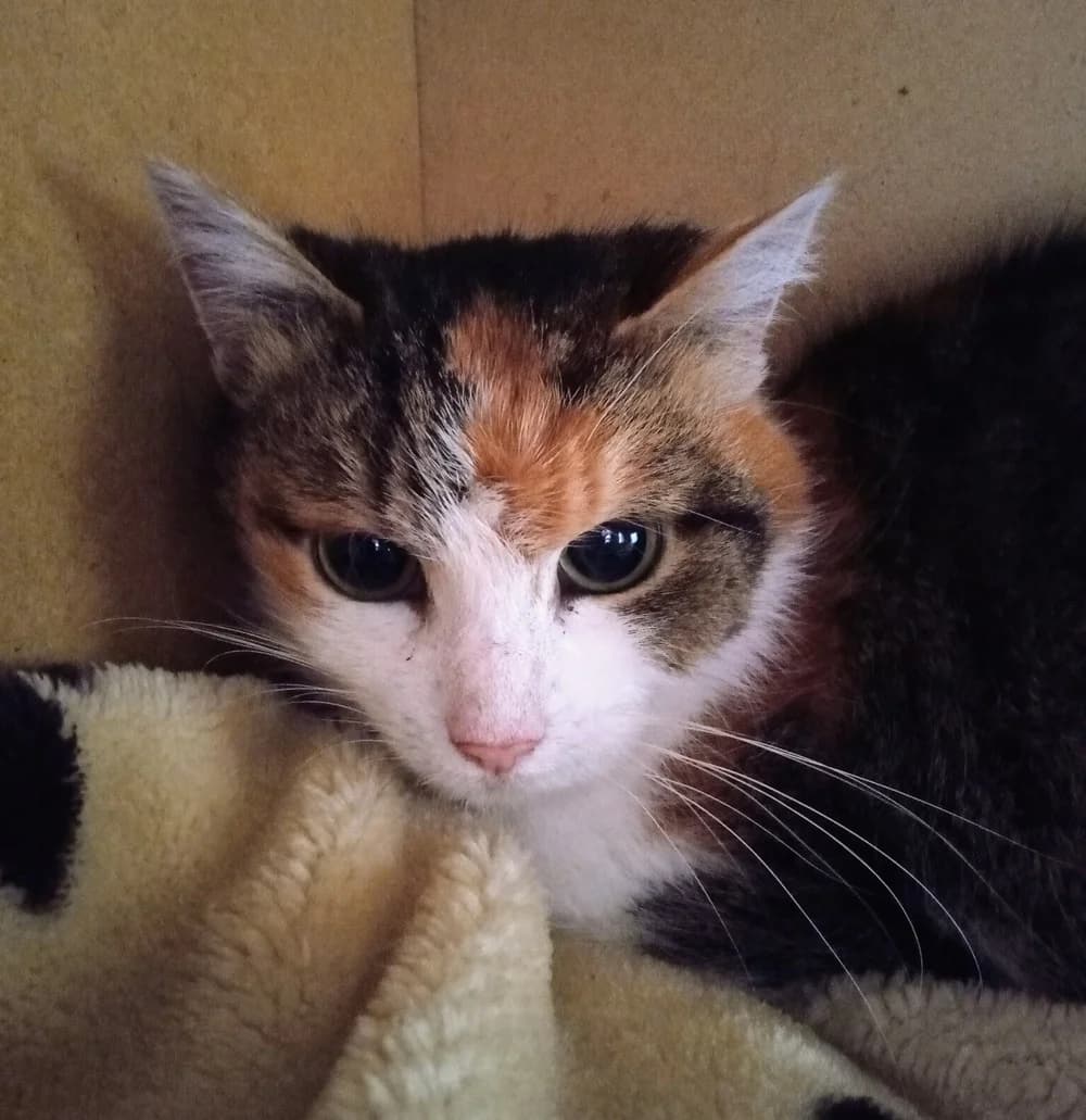 Momo, female 7yo Mixed Breed for adoption at Tierschutzverein Gunzenhausen und Umgebung e.V., Gunzenhausen