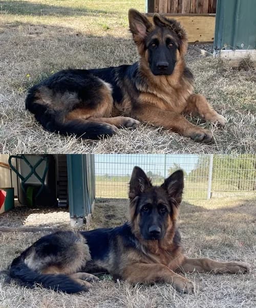 Don & Rex, male 4yo Mixed Breed for adoption at Tierschutzverein Gunzenhausen und Umgebung e.V., Gunzenhausen