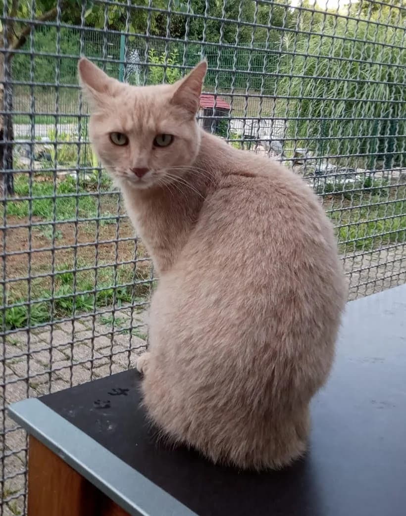 Lila, female Mixed Breed for adoption at Tierschutzverein Gunzenhausen und Umgebung e.V., Gunzenhausen