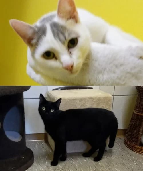 Milan & SHein, male young Mixed Breed for adoption at Tierschutzverein Gunzenhausen und Umgebung e.V., Gunzenhausen