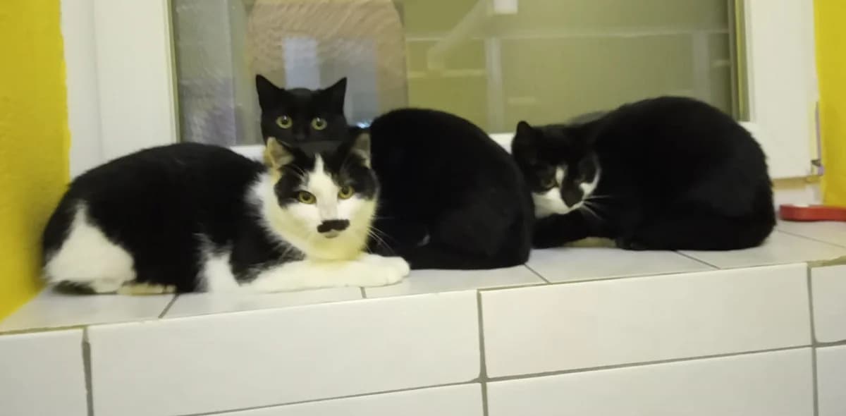 3 Katzen, male puppy Mixed Breed for adoption at Tierschutzverein Gunzenhausen und Umgebung e.V., Gunzenhausen