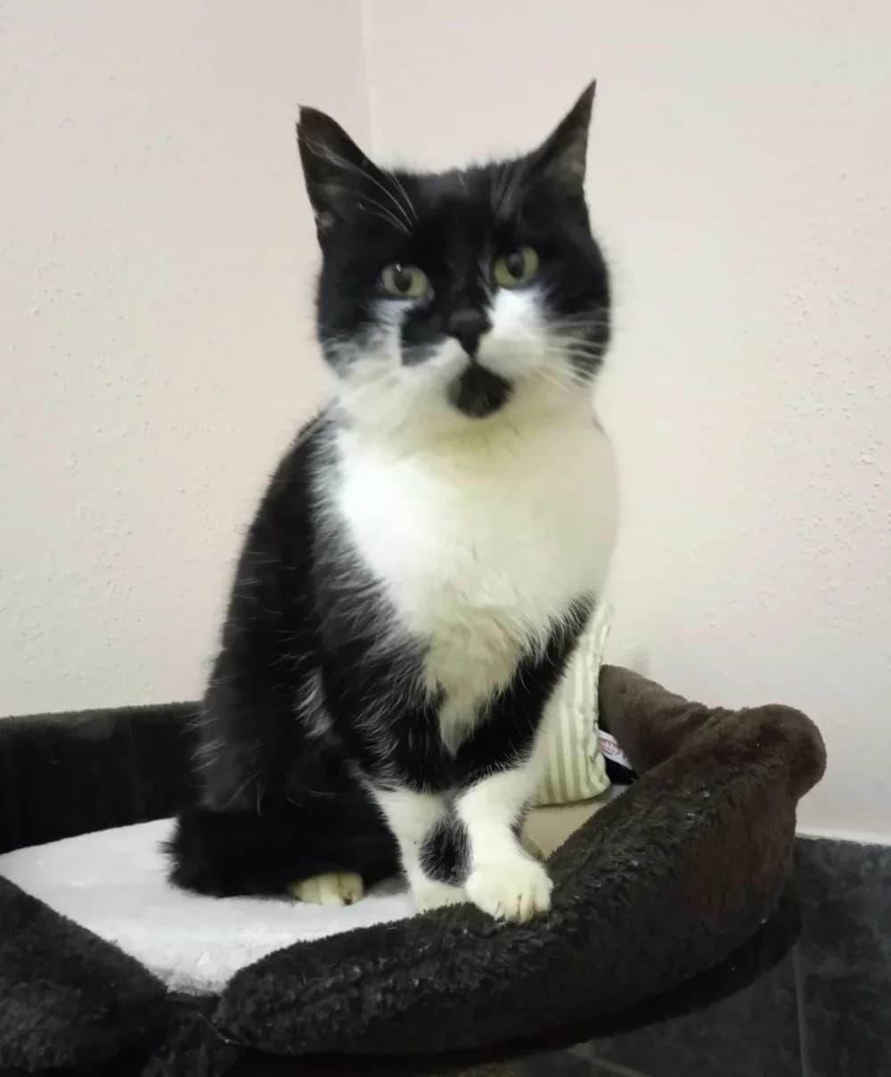 Elisa, female 4yo Mixed Breed for adoption at Tierschutzverein Gunzenhausen und Umgebung e.V., Gunzenhausen