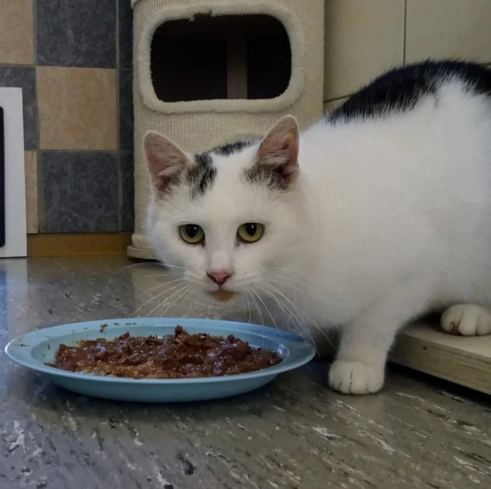 Oskar, male 4yo Mixed Breed for adoption at Tierschutzverein Gunzenhausen und Umgebung e.V., Gunzenhausen