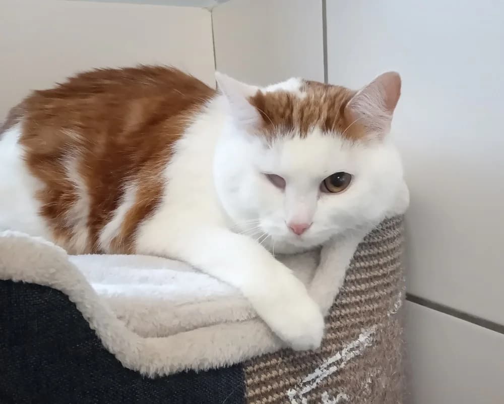 Richy, 7yo Mixed Breed for adoption at Tierschutzverein Gunzenhausen und Umgebung e.V., Gunzenhausen