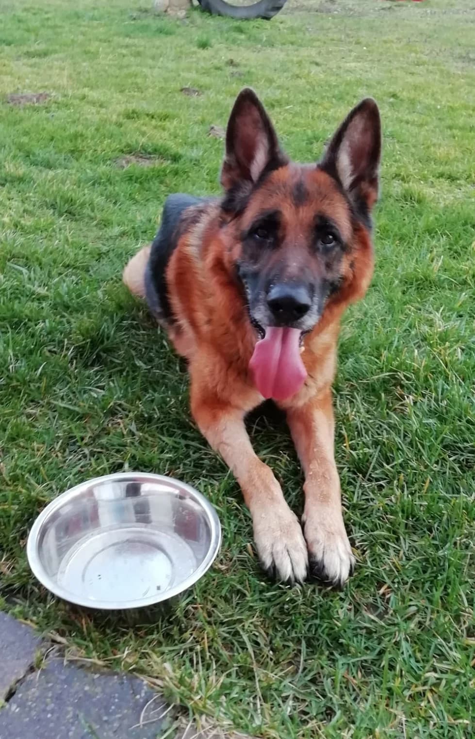 Rex, male senior Mixed Breed for adoption at Tierschutzverein Gunzenhausen und Umgebung e.V., Gunzenhausen