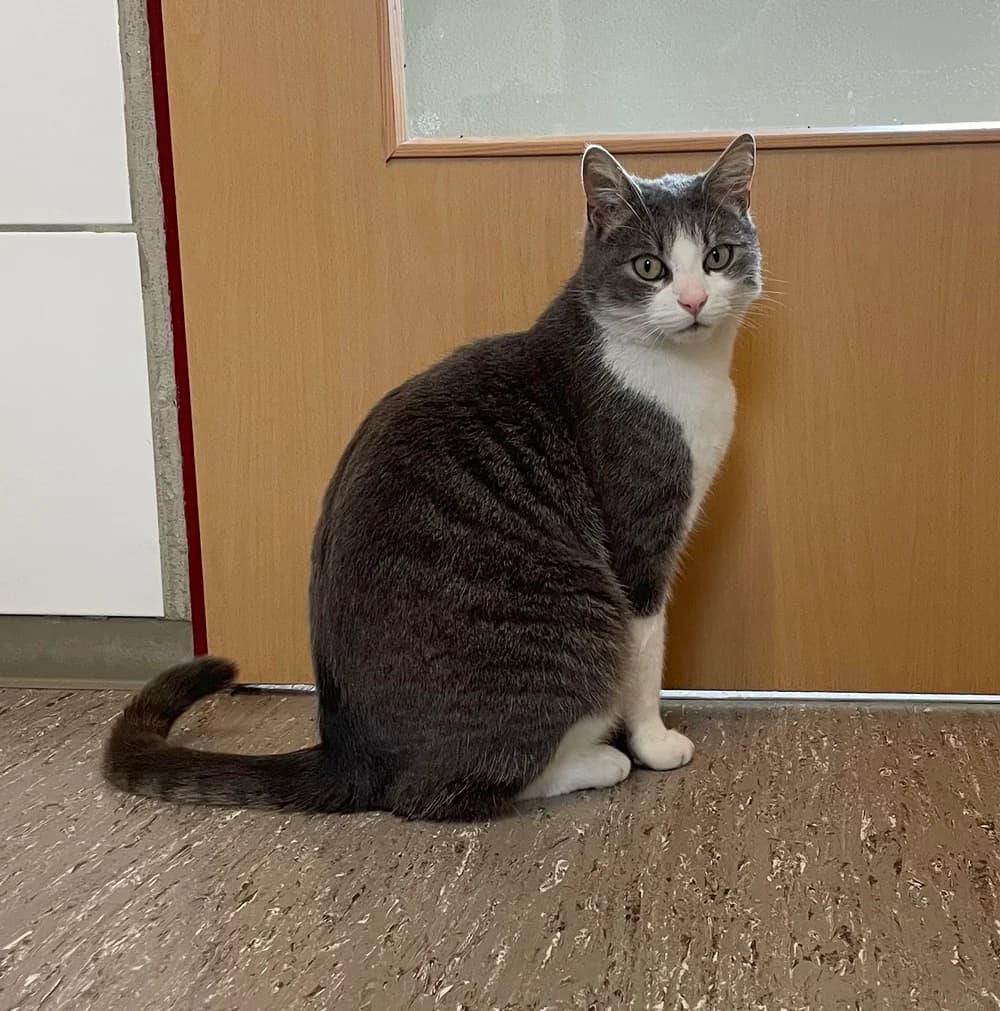 Basti, male 5yo Mixed Breed for adoption at Tierschutzverein Gunzenhausen und Umgebung e.V., Gunzenhausen