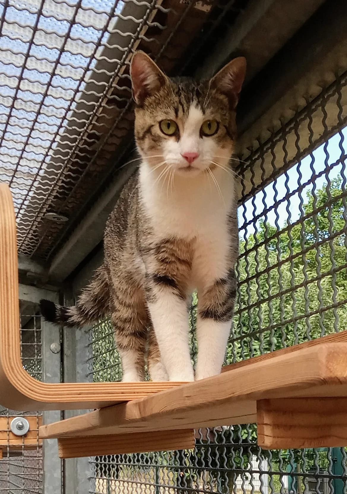 Niklas, male 3yo Mixed Breed for adoption at Tierschutzverein Gunzenhausen und Umgebung e.V., Gunzenhausen