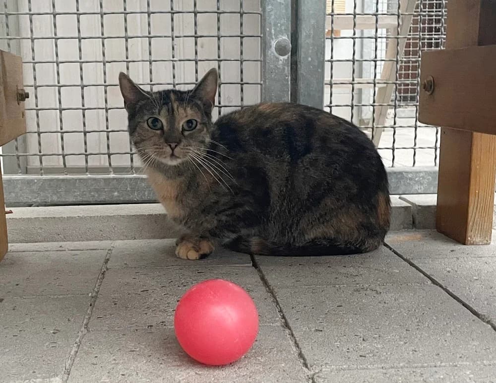 Minka, female 4yo Mixed Breed for adoption at Tierschutzverein Gunzenhausen und Umgebung e.V., Gunzenhausen