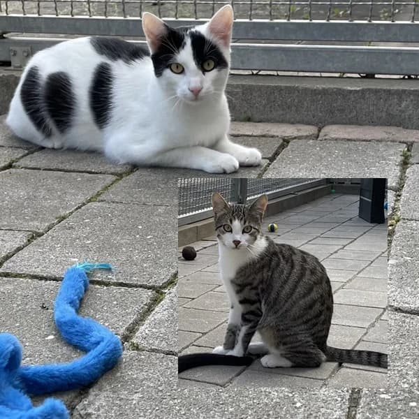 Flecki & Strolchi, male Mixed Breed for adoption at Tierschutzverein Gunzenhausen und Umgebung e.V., Gunzenhausen