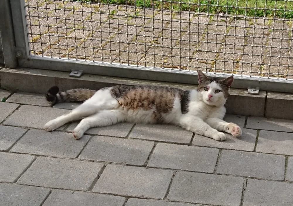Robin, male young Mixed Breed for adoption at Tierschutzverein Gunzenhausen und Umgebung e.V., Gunzenhausen