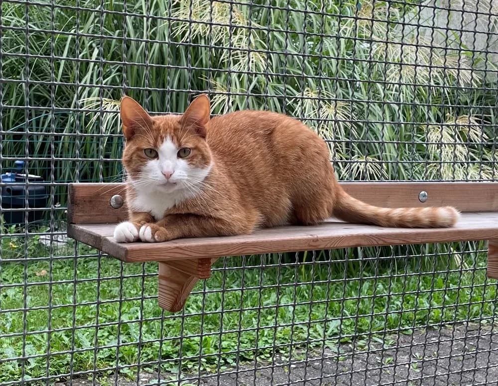 Rio, male Mixed Breed for adoption at Tierschutzverein Gunzenhausen und Umgebung e.V., Gunzenhausen