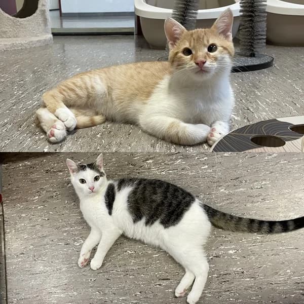 Hamster + Kumpel, rot male Mixed Breed for adoption at Tierschutzverein Gunzenhausen und Umgebung e.V., Gunzenhausen